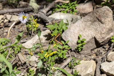 Small Tortoiseshell Butterfly Taos 2023